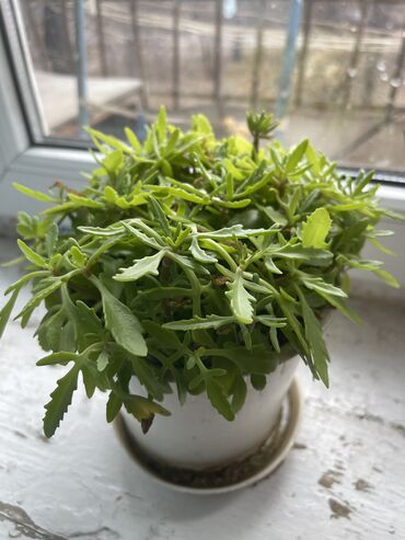 Другие комнатные растения: Продаются комнатные цветы, находится в городе Кант, по 350 сом каждый — 1