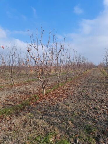 Torpaq sahələrinin satışı: Quba-Xaçmaz ərazisindədir Asvalt yola 5km yaxınlıqda 6 illik karmen — 1
