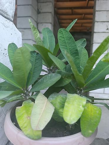 Молочаи: Комнатное растение «Молочай Милла» (Euphorbia milii, «Корона Христа») — 1