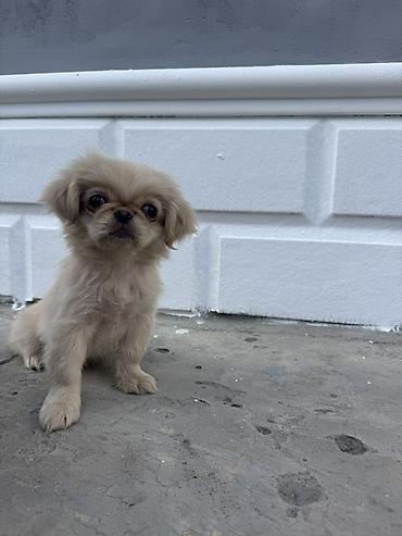 itlee: Pekines, 2 ay, Dişi — 1
