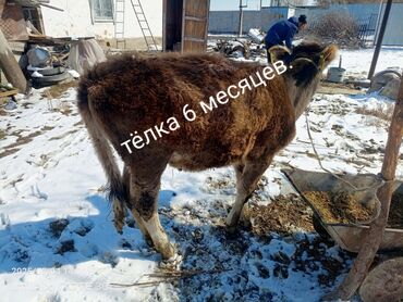 балапан сатылат: Сатам | Уй (ургаачы), Музоо | Көбөйтүү үчүн, Сүт алуу үчүн | Кунажын