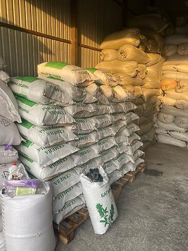 Кормовые растения: Семена кормовых растений: Эспарцет, Бесплатная доставка — 2