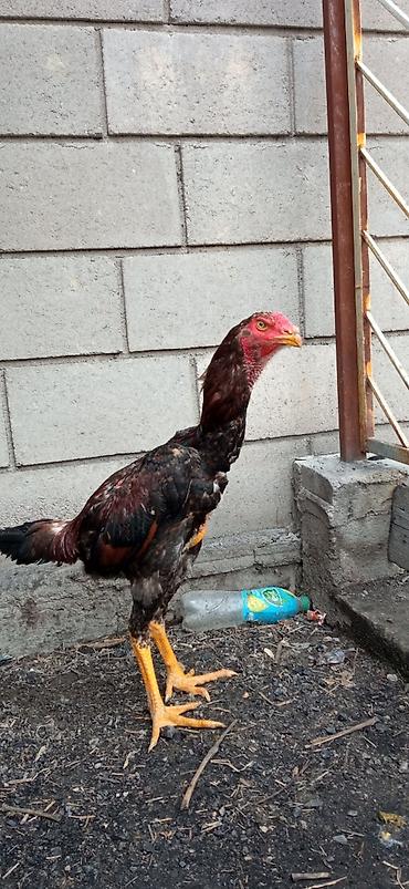 Птицы: На продажу два петушка дакан хороших кровей — 6