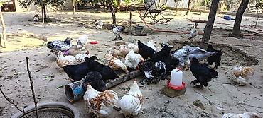 инкубатор блиц 72: Продаю | Куры | Для разведения — 3