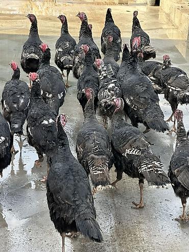 Индюки: Продаю | Индюшка (самка), Индюк (самец) | Для разведения | Племенные — 2