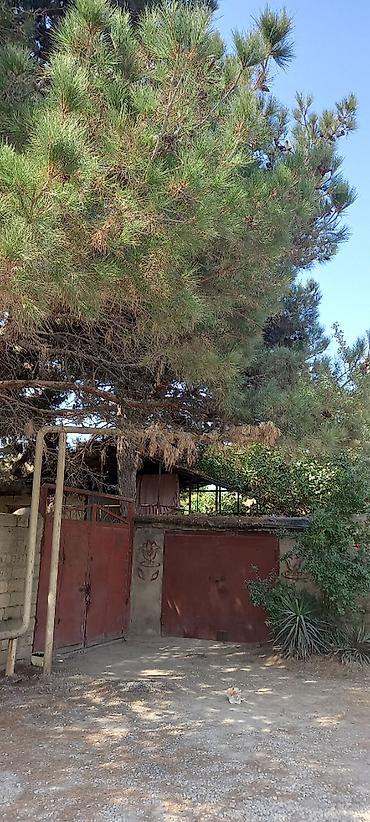 Torpaq sahələrinin satışı: 50 sot, Mülkiyyətçi, Kupça (Çıxarış) — 5