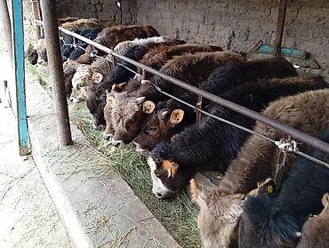 Коровы, быки: Продаю | Бык (самец) | Швицкая | На откорм — 8