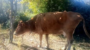 iney qiymeti: Balasız satılır boğaz deyil