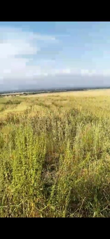 Torpaq sahələrinin satışı: 5000 sot, Kənd təsərrüfatı, Mülkiyyətçi, Kupça (Çıxarış) — 7