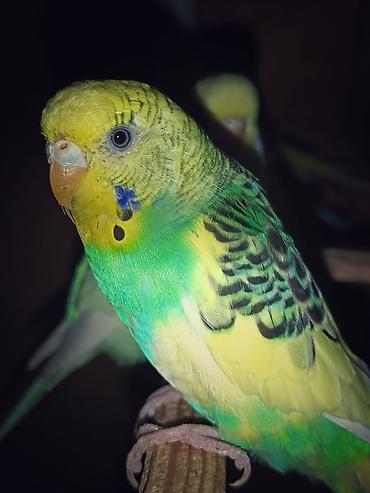 tutuquşlar: Məhsul: Dalğıç papağanlar (budaq papağanı/budgerigar) Xüsusiyyətlər — 1