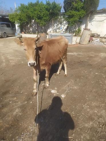 Dana, buzov: Dana, buzov — 3