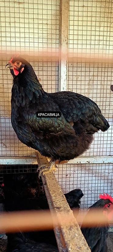 Птицы: Джерсийский гигант жумурткага жана жөжөлөргө заказ алабыз — 4