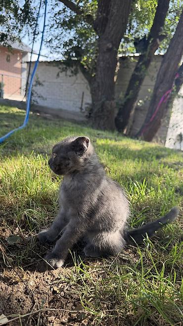 британский: Отдам в хорошие руки котенка🥰 Котёнок серого окраса - Возраст — 4