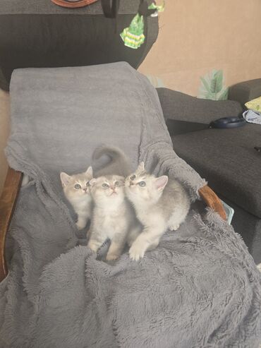 домашние котята: Шотладская вислоухая, Самец, Самка, Самовывоз