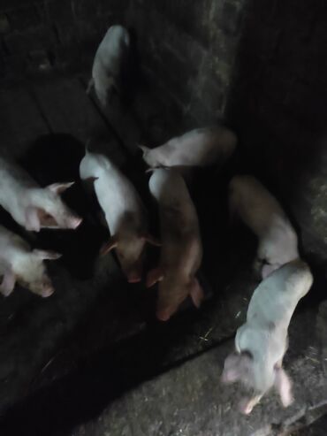 вьетнамские свиньи: Продаю | Поросенок | Крупная белая, Ландрас | Для разведения