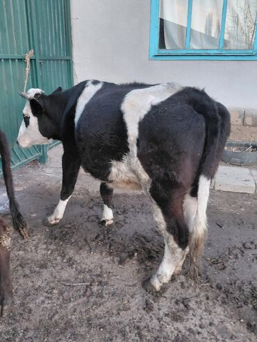 Коровы, быки: Продаю | Бык (самец) | Полукровка | На откорм | Привязанные — 1