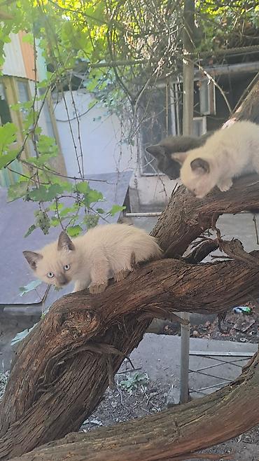 Продажа кошек: Отдаю котят в добрые руки Если ищете ласковых и игривых компаньонов с — 4