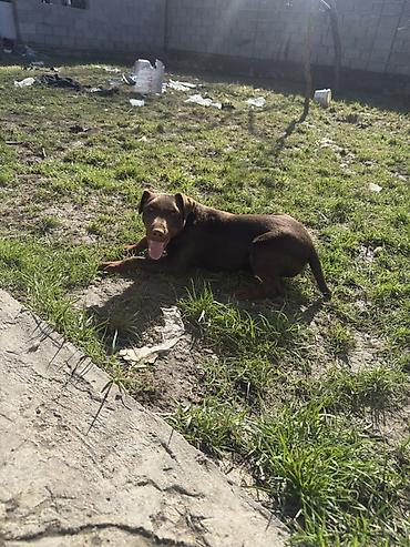 Продажа собак: Доберман, 4 месяца, Самец — 2