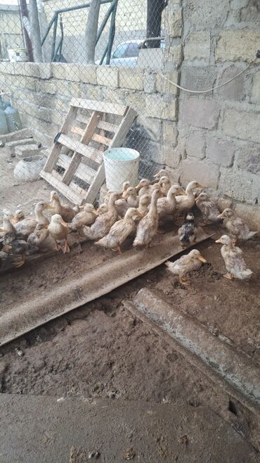 золотистый ретривер цена в баку: 2 ay 1 həftəlik Pekin ördək 🦆🦆🦆 balaları satılır. Qiymət 7 manat