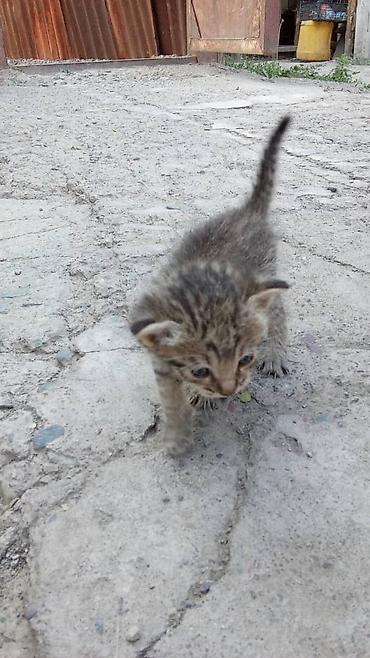 котята 1 месяц: Котята, короткошёрстные, домашние.

Описание: жакында туулган — 3