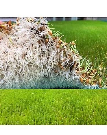 Микрозелень: Гидропоника, корм для скота (зелень пшеницы и ячменя) Цена договорная — 3