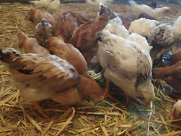 Cücələr: Toyuq cücələri, Ətlik — 3