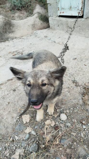 акустические системы triangle elara колонка в виде собак: Ит бекер берилет: 7 айлык, Эркек