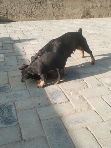 İtlər: Ingilis ov iti balalrı satlır bir erkey bir dişi itin anası cox agılı — 5