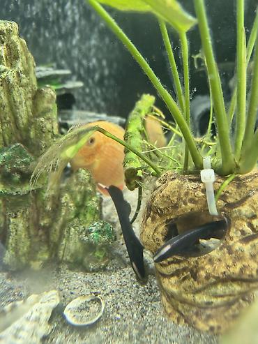 Аквариумы: Мы находимся а Беловодске! Аквариумные рыбки! черепахи тритоны !!!! — 10