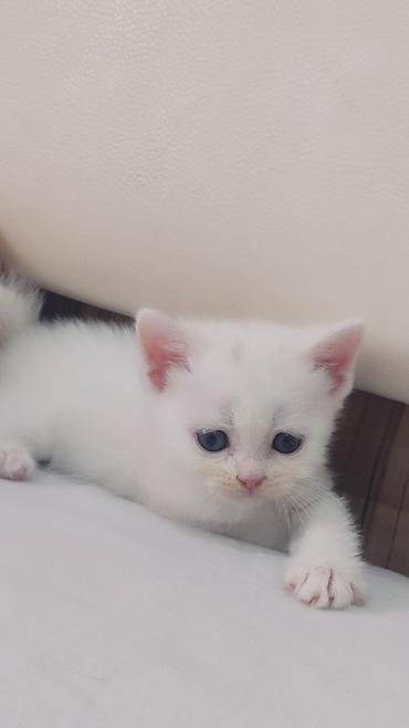 ağ pişik: Yaxşı əllərə — 8