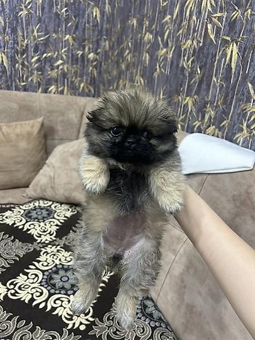 balaca it cinsləri: Pekines, 2 ay, Dişi, Peyvəndli, Ödənişli çatdırılma, Ünvandan götürmə — 1