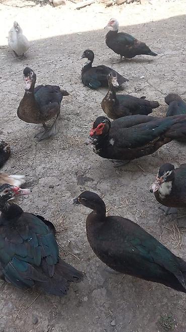 canli yem: Moskva ördəkləri ( təsərrüfatda saxlanılan sürü - Cins: Muscovy (hind — 1
