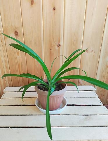 Другие комнатные растения: Продаю комнатные растения:,сцендапсус.,сансвиерия,гипоэстес.Цены от — 6