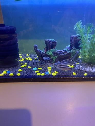 Akvariumlar: 3 ədəd papuqay balığı satılır biri böyük ikisi baladır vhatsaap ilə — 5