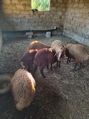 simmental inək cinsi: Salam 6 quzudu 5wi erkeydi biri diwidi reyal alan zey vura biler — 1