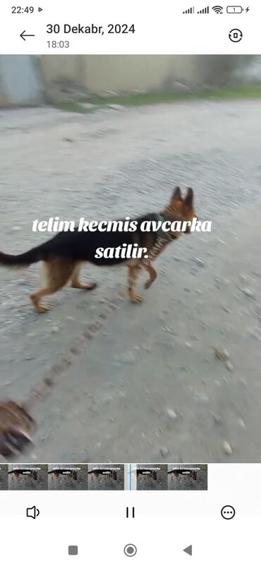 it satisi afcarka: Satılır telcli