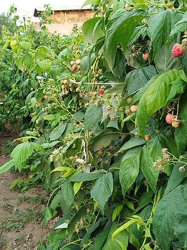 Фрукты и ягоды: Саженцы малины мапема полонез принимаю заказы на саженцы Малина — 21