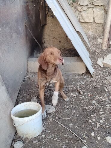 İtlər: Ov iti- ruski qonçil — 8