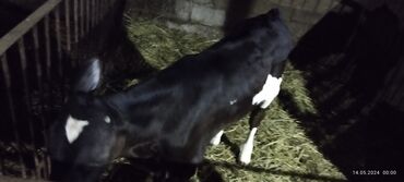 Коровы, быки: Продаю | Бык (самец) | На откорм | Искусственник