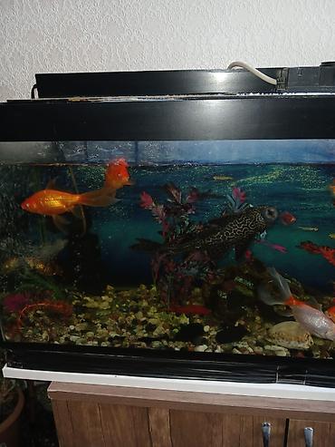 akvarium satilir: Salam. 21 ədəd balig akvariumnan bir yerdə satilir. Əlagə nömrəsi 050 — 2
