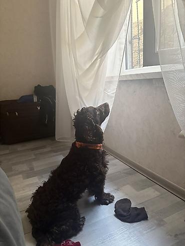Başqa xidmətlər: Cocker spaniel Cütləşməyə dişi axtarırıq Unvan binə qəsəbəsi. Alex — 14