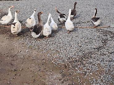 8 qazdır Qardaşlar sağlam ətlik heyvanlardır biri 45 manatdır Ünvan lalafo.az -da 8 qazdır Qardaşlar sağlam ətlik heyvanlardır biri 45 manatdır Ünvan