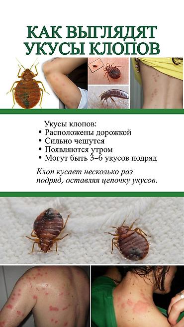 Клининговые услуги: Дезинфекция, дезинсекция, | Блохи, Вирусы, микробы, Клопы, | Офисы, Транспорт, Дома — 10