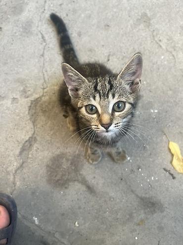 милые котята: 🐾 Отдам котят в добрые и заботливые руки! 🏡❤️ Очаровательные котята — 5