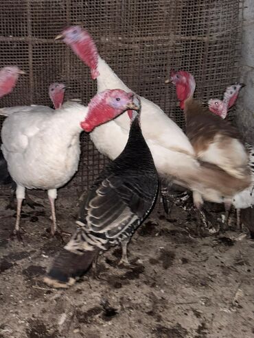 кролик декоративные: Сатам | Тооктор, Короздор