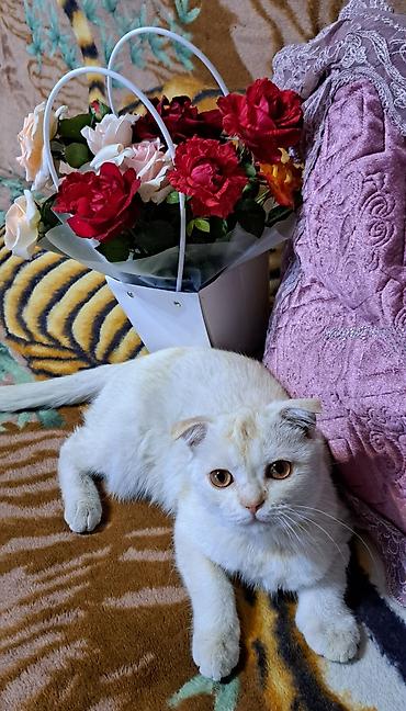 купить кошку манчкин: Осталось 2 шотладских вислоухих котёнка(скоттиш фолд).Окрас бело- — 5
