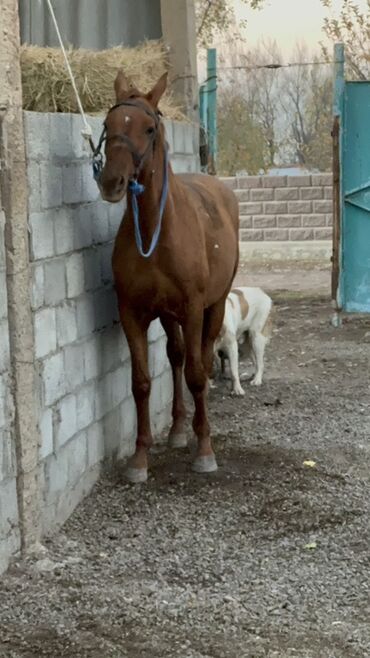 ризеншнауцер цена: Продаю | Кобыла (самка) | Конный спорт