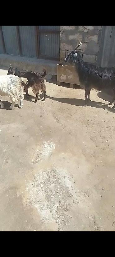 ereb kecileri: Allahın salamı olsun hər kəsə Qardaşlar damazlıq keçi və çəpışlər — 6