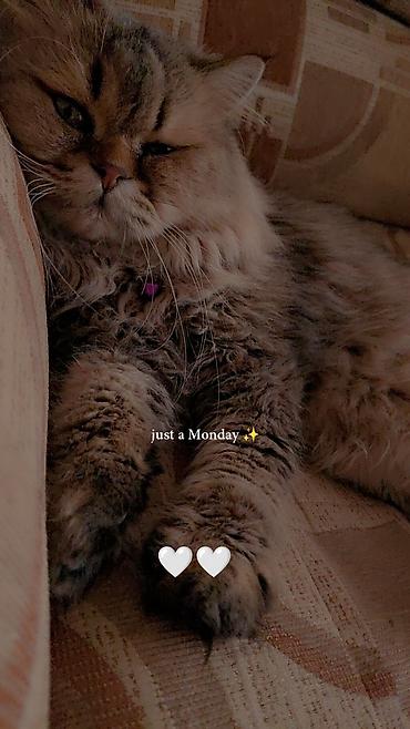 Продажа кошек: Сибирская, 2 года, Мальчик, Золотая шиншилла, Приучена к лотку, Проглистована, С прививками — 2