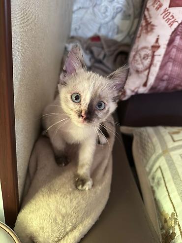 тигровая: Котята, домашние, игривые и ласковые. - Возраст: примерно 1–1,5 — 4